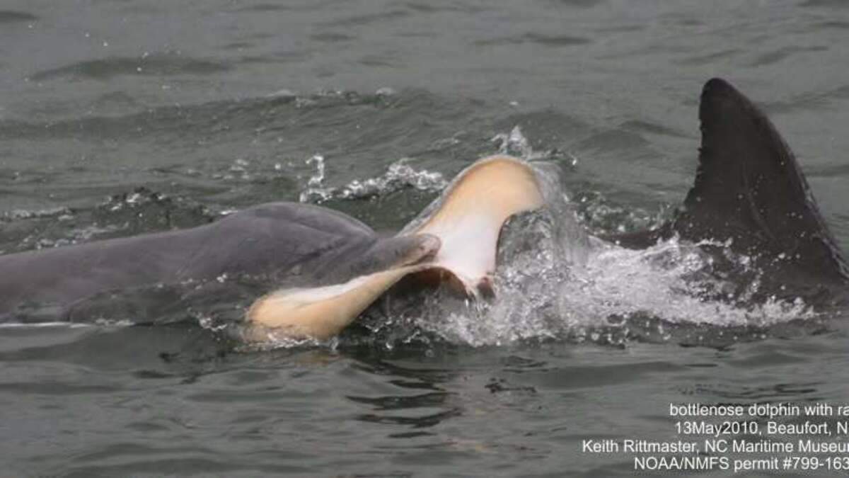 This image shows a bottlenose dolphin struggling with a stingray. Dolphins eat stingrays, though the encounter can turn deadly for the dolphin, studies show. This is not the dolphin that was found in Wilson Bay.