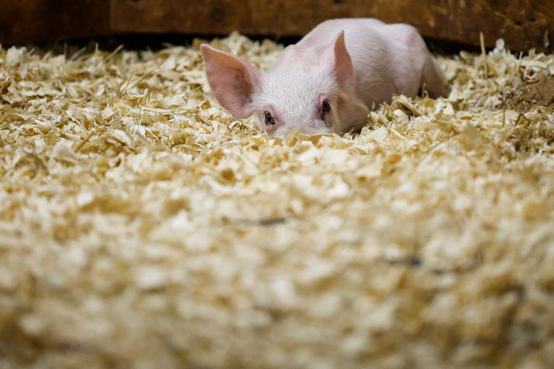 A piglet at the CMPD Animal Care and Control shelter in Charlotte, N.C., Friday, July 22, 2022.