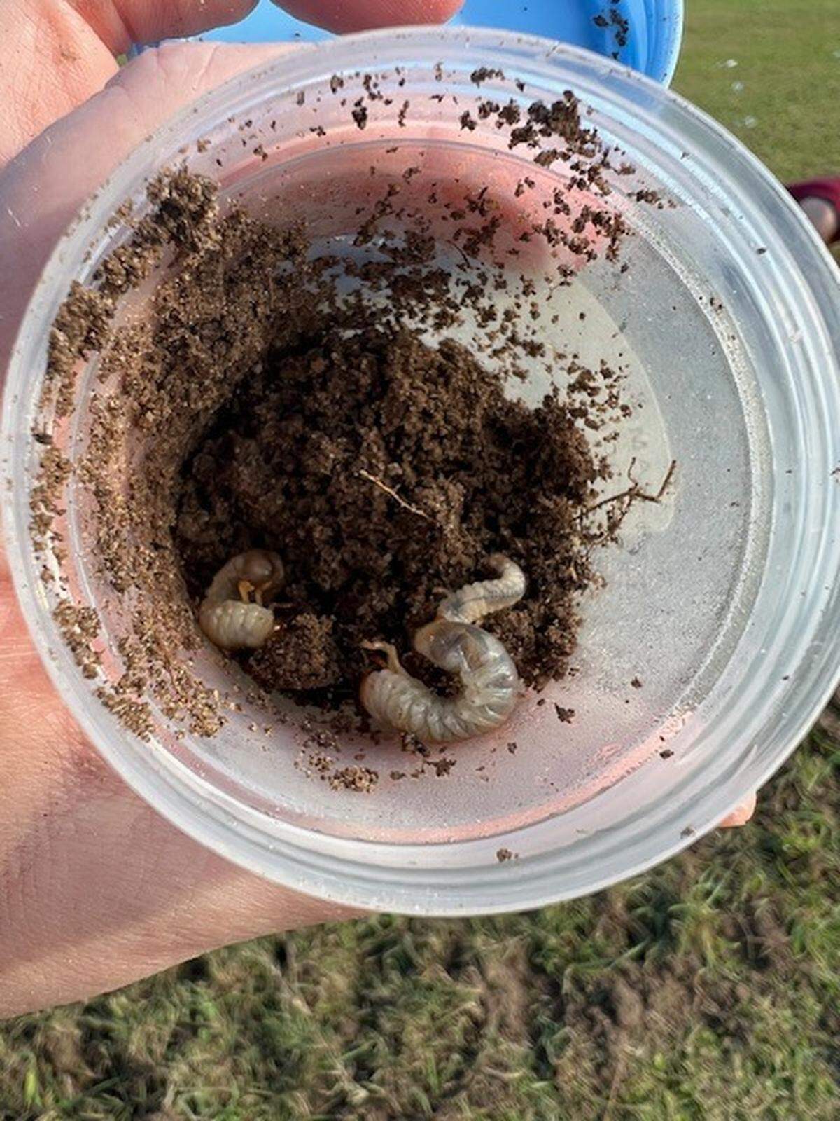 White grubs are the larvae of scarab beetles, such as the Japanese beetle commonly found in North Carolina.
