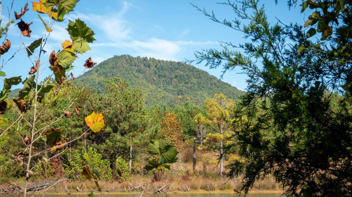 Five “pockets” of old growth trees were found on the 1,513 acres purchased by the Foothills Conservancy of North Carolina, some dating back  400 years.