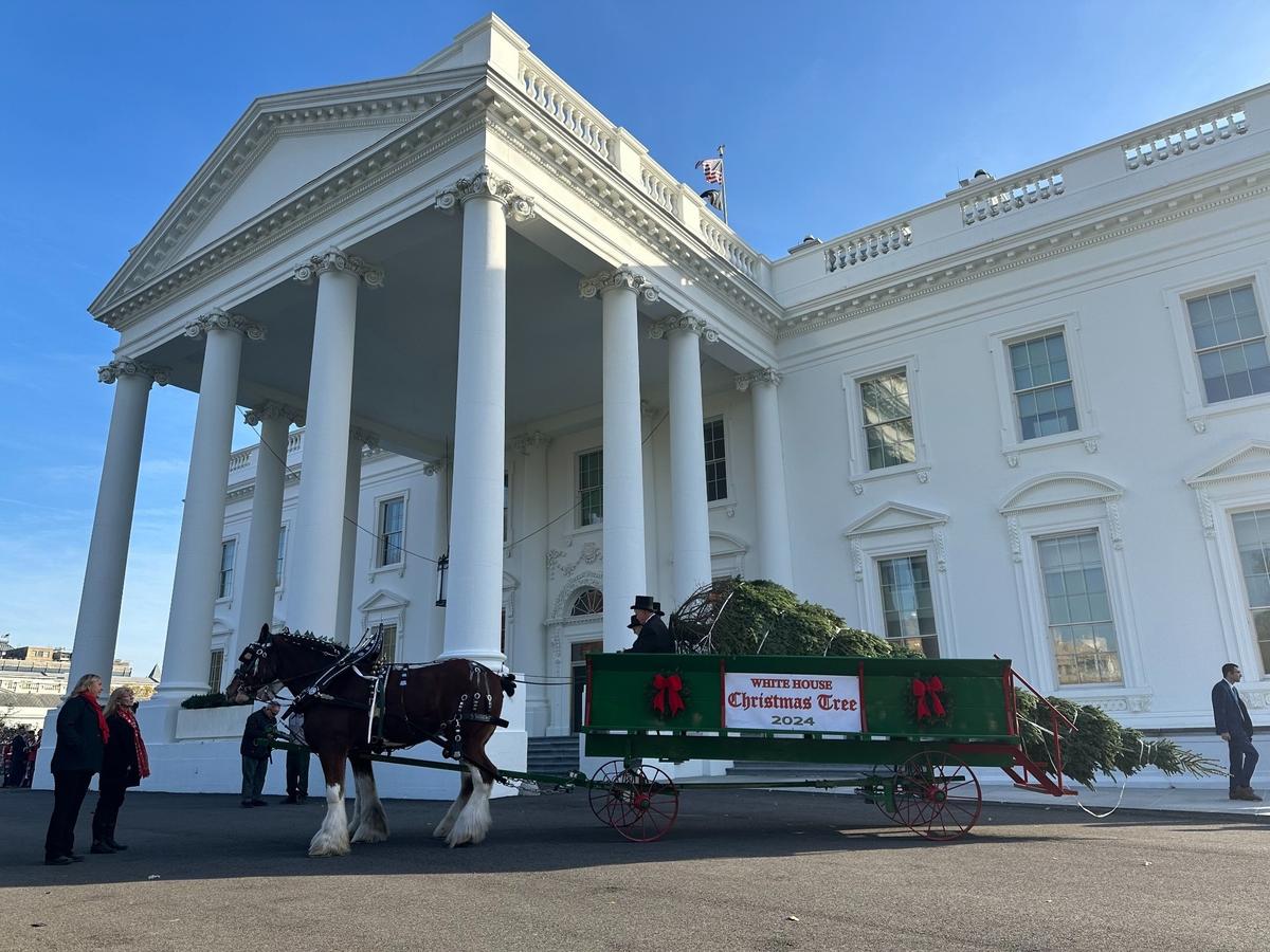 Dillion and Ben, two Clydesdale horses, brought the 2024 White House Christmas tree to First Lady Jill Biden to be used in the Blue Room for this year’s holiday season. The tree was cut from Cartner’s Christmas Tree Farm in Avery County, North Carolina.