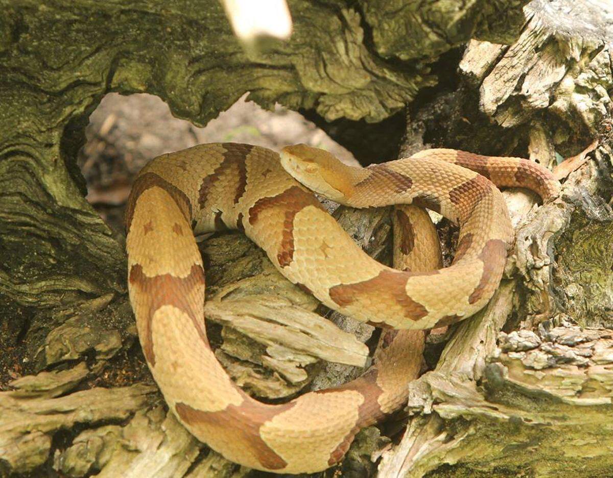A copperhead snake with distinct hourglass-shaped bands is coiled inside the dark hollow of a weathered, moss-covered log. The snake’s tan and copper scales blend naturally with the earthy tones of the decaying wood.