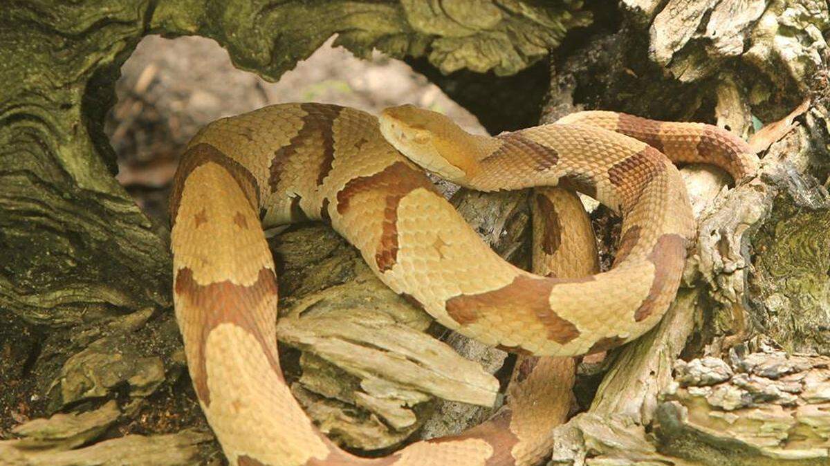 A copperhead snake with distinct hourglass-shaped bands is coiled inside the dark hollow of a weathered, moss-covered log. The snake’s tan and copper scales blend naturally with the earthy tones of the decaying wood.