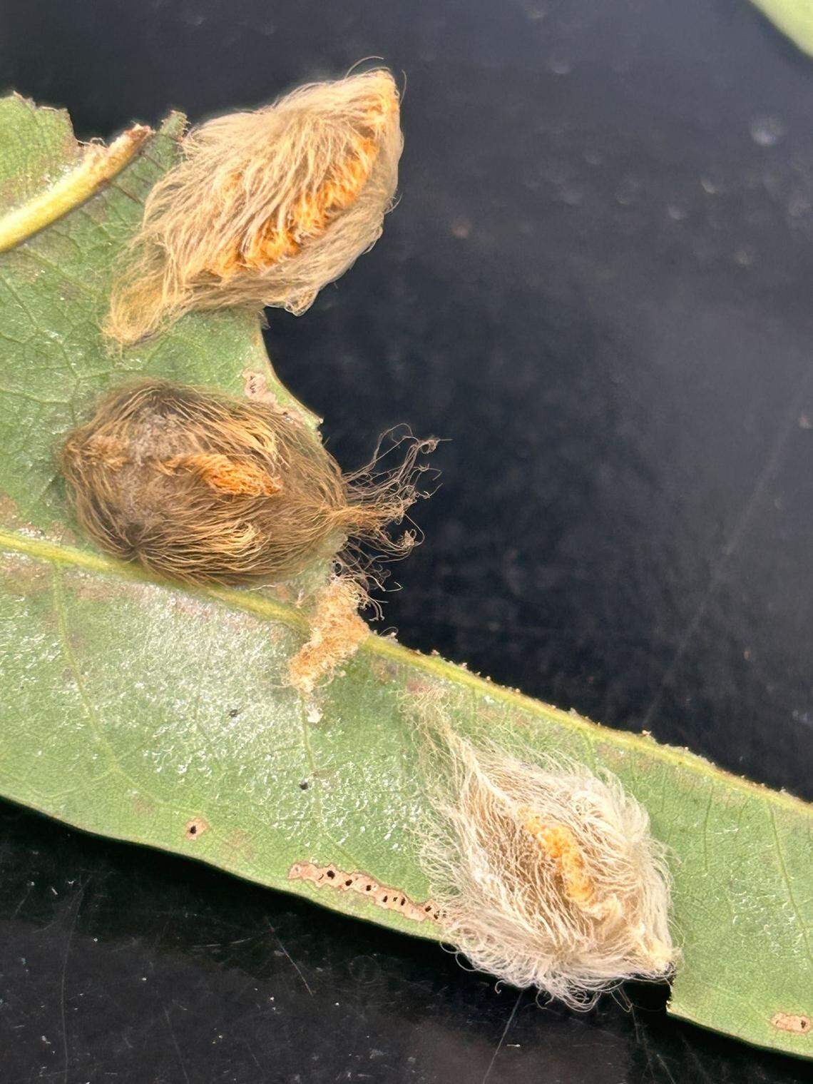 The southern flannel moths likes to feed on elms, maples, hackberries, hollies, oaks, and sycamores, according to the NC State Extension.
