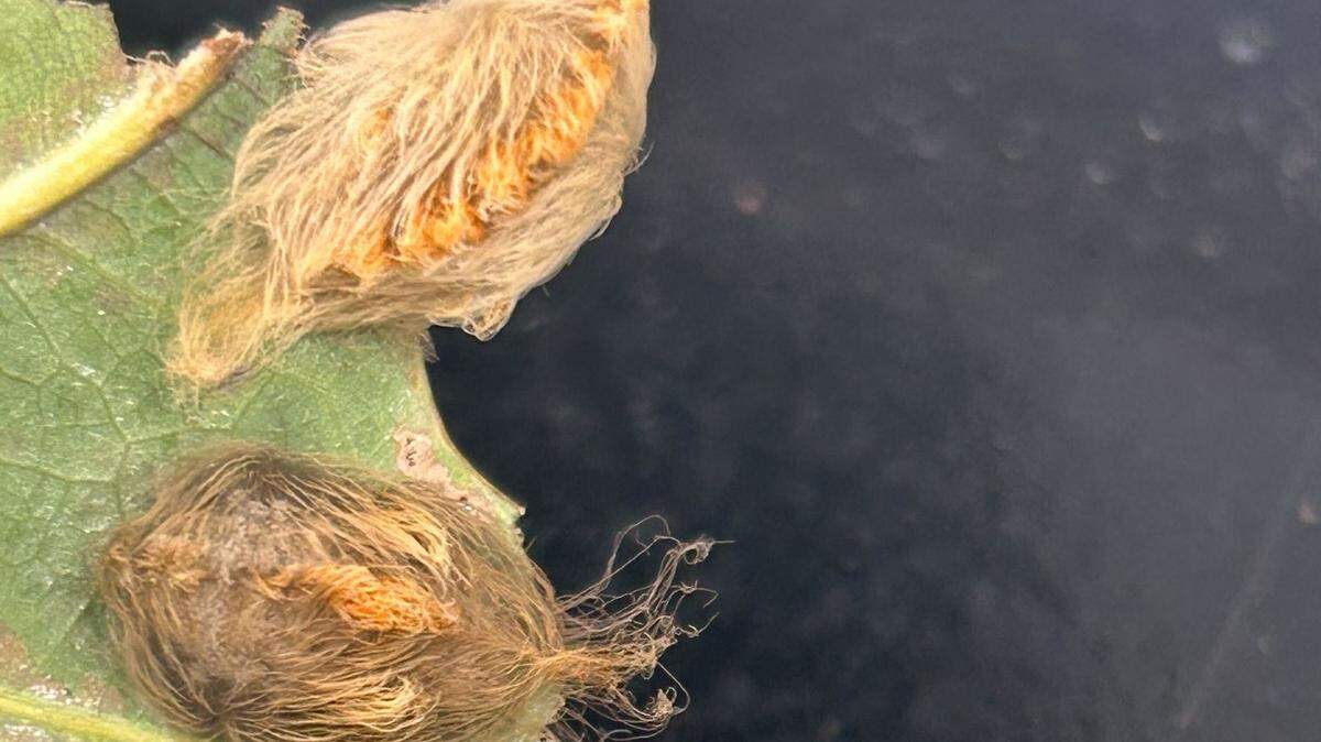 The southern flannel moths likes to feed on elms, maples, hackberries, hollies, oaks, and sycamores, according to the NC State Extension.