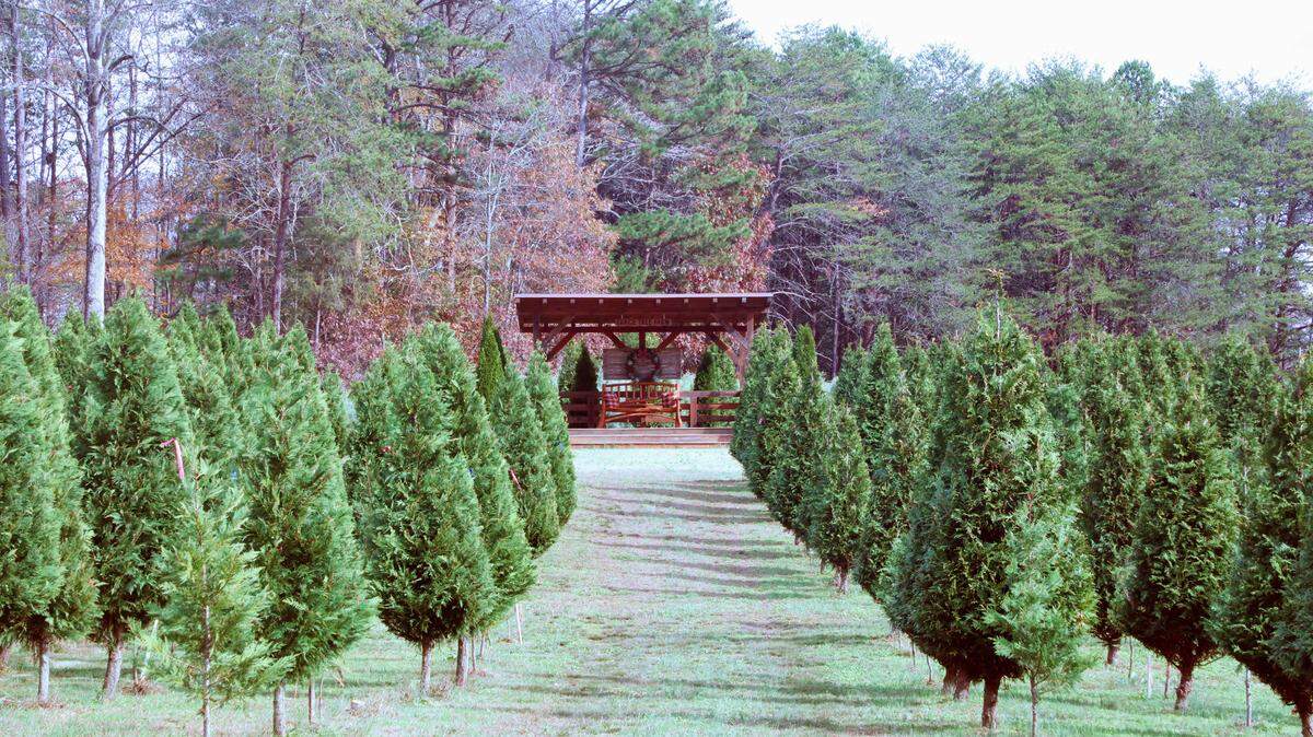 Want a real tree this year for Christmas? Visit these 5 farms to find the perfect one