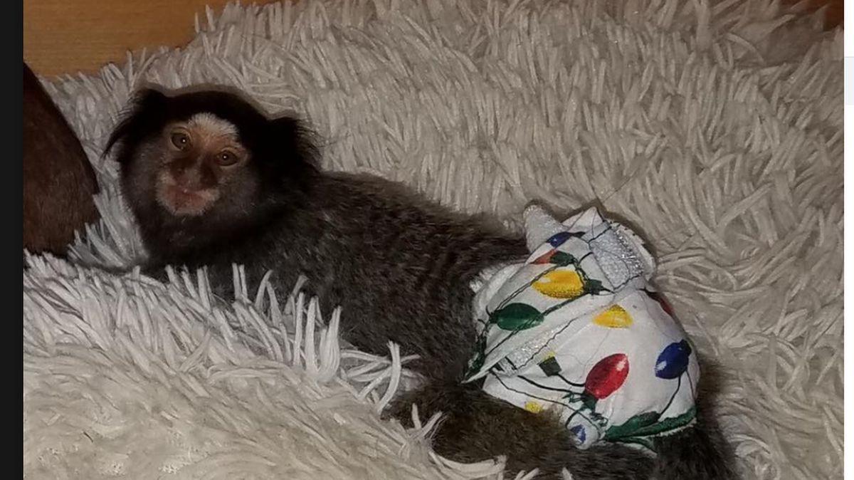 Have you seen this monkey? It was last seen patronizing at the Pizza Inn in Spartanburg, South Carolina.