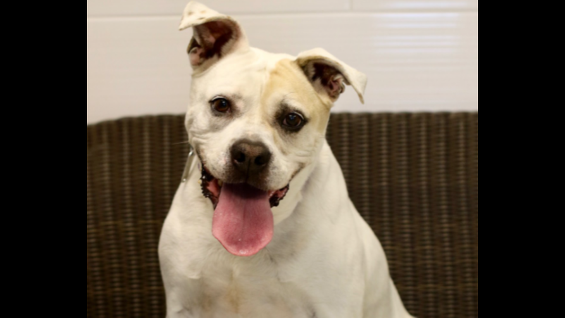 Jake is eight years old and came to the shelter the first time after his owner died. He’s not fond of cats.