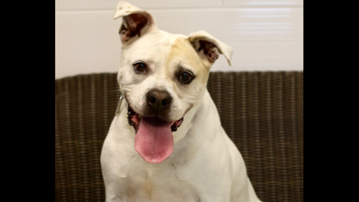 Jake is eight years old and came to the shelter the first time after his owner died. He’s not fond of cats.