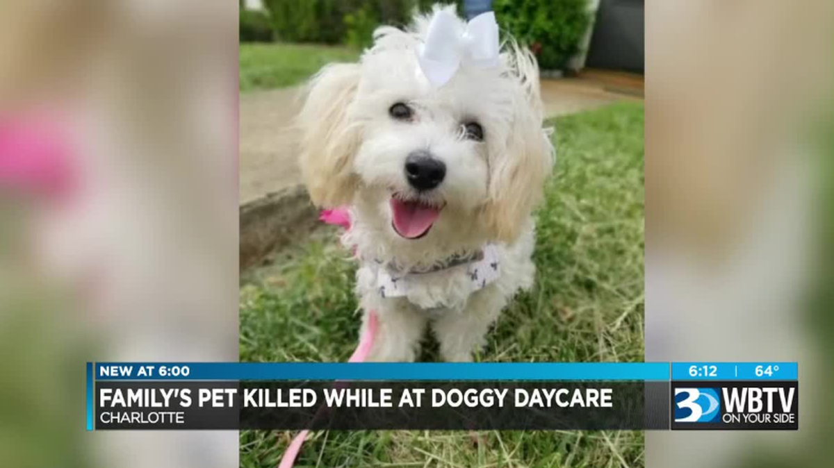 Charlotte family’s pet dies after escaping pet daycare facility, WBTV reports. WBTV photo.