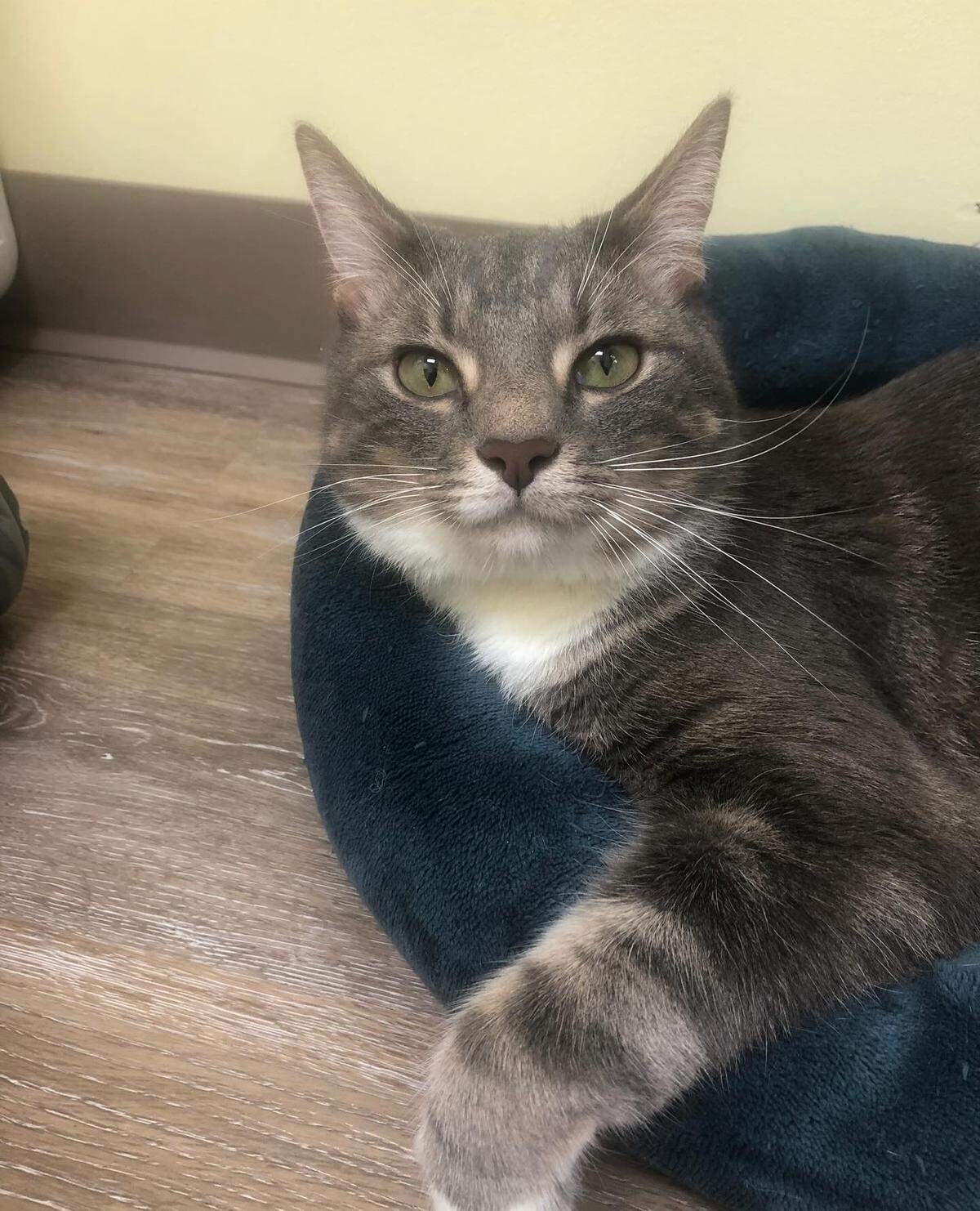 Iver was named a finalist in The Charlotte Observer’s “cutest cat in Charlotte” contest in fall 2024.