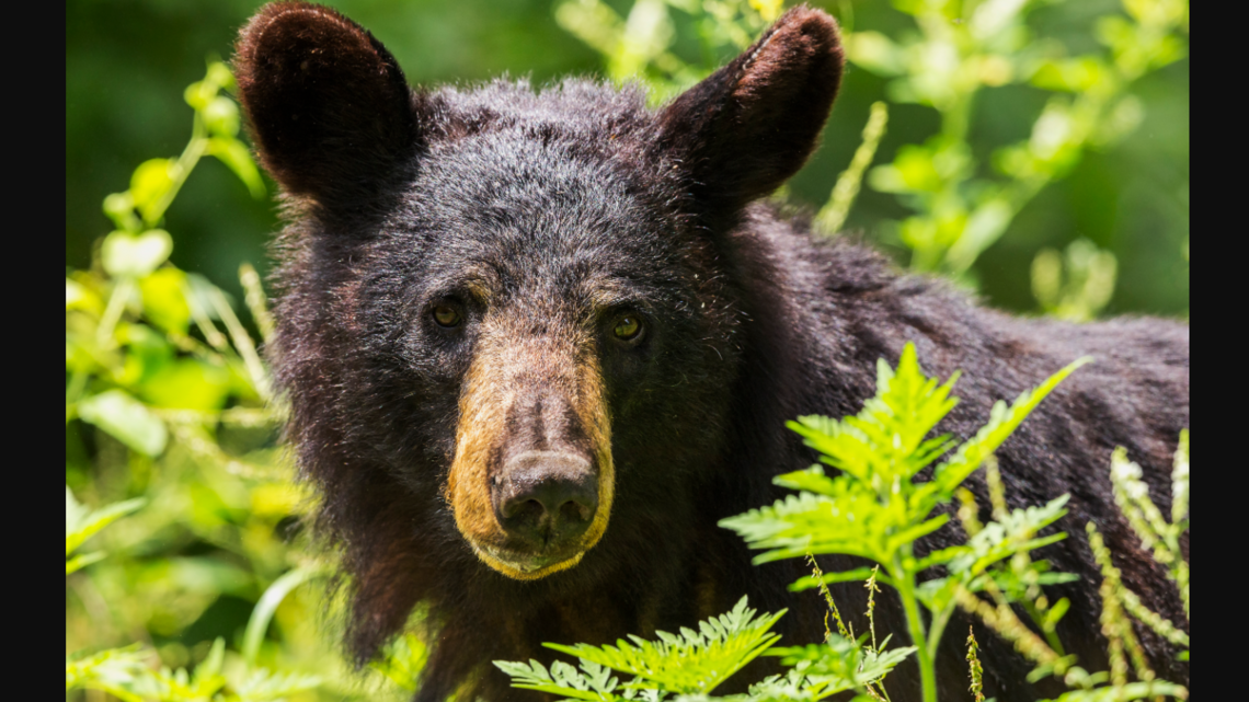 Disturbing detail found in DNA of eastern NC’s bear population, researchers say