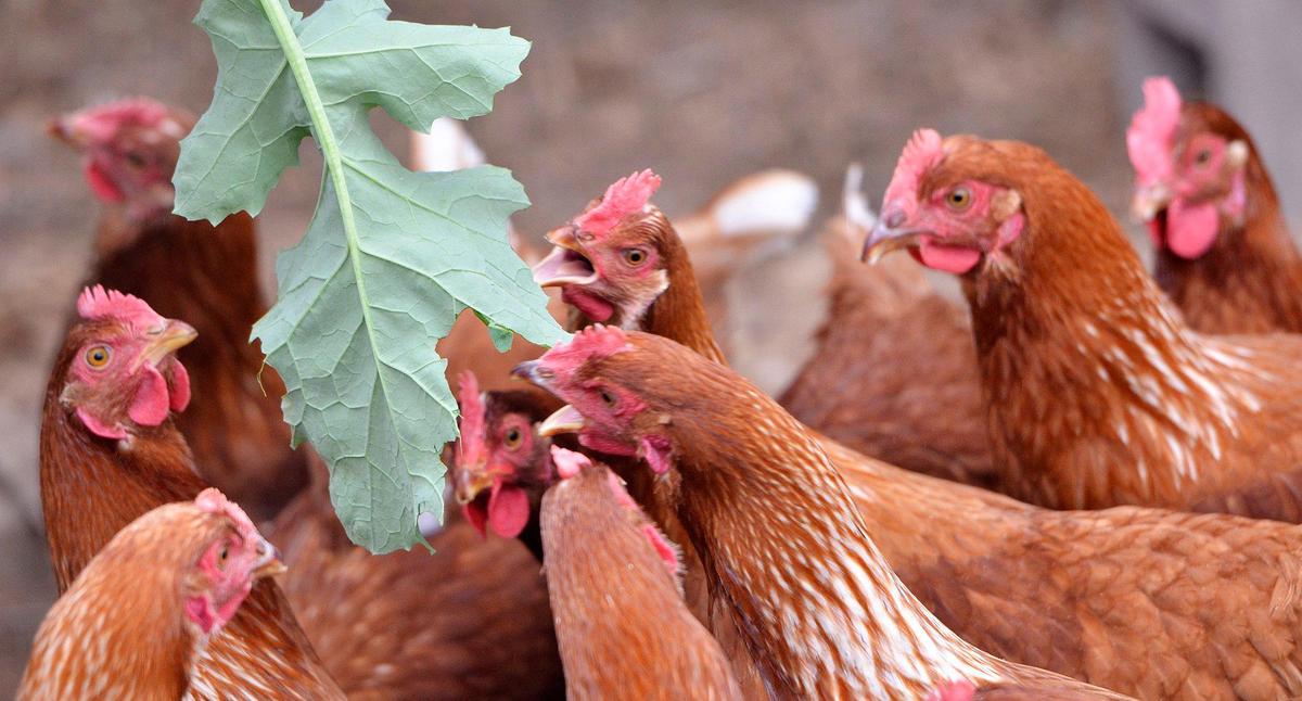 USDA grant cuts by the Trump Administration could affect the ability of farms to do business and harm programs that provide produce to food banks, local schools and more.