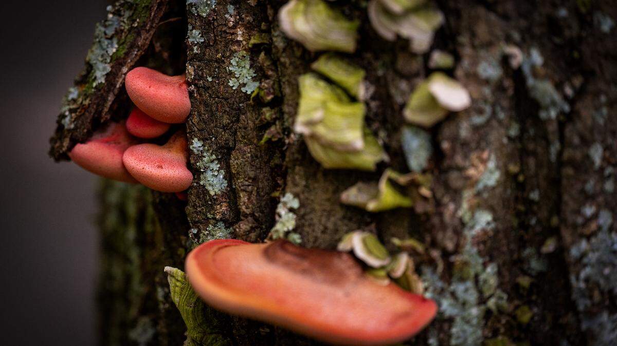 scientists say fungi produce language patterns