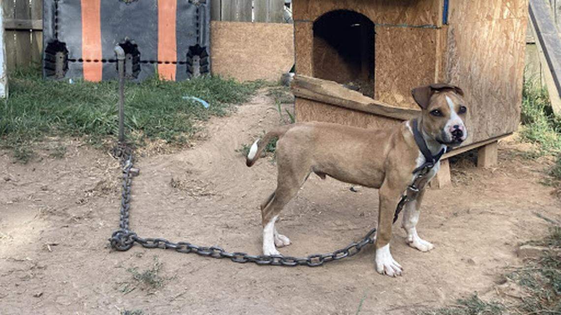Gaston County Police and the Humane Society of the United States found dogs involved in a suspected dogfighting ring covered in fleas, scars and weight chains on Wednesday, June 2, 2021