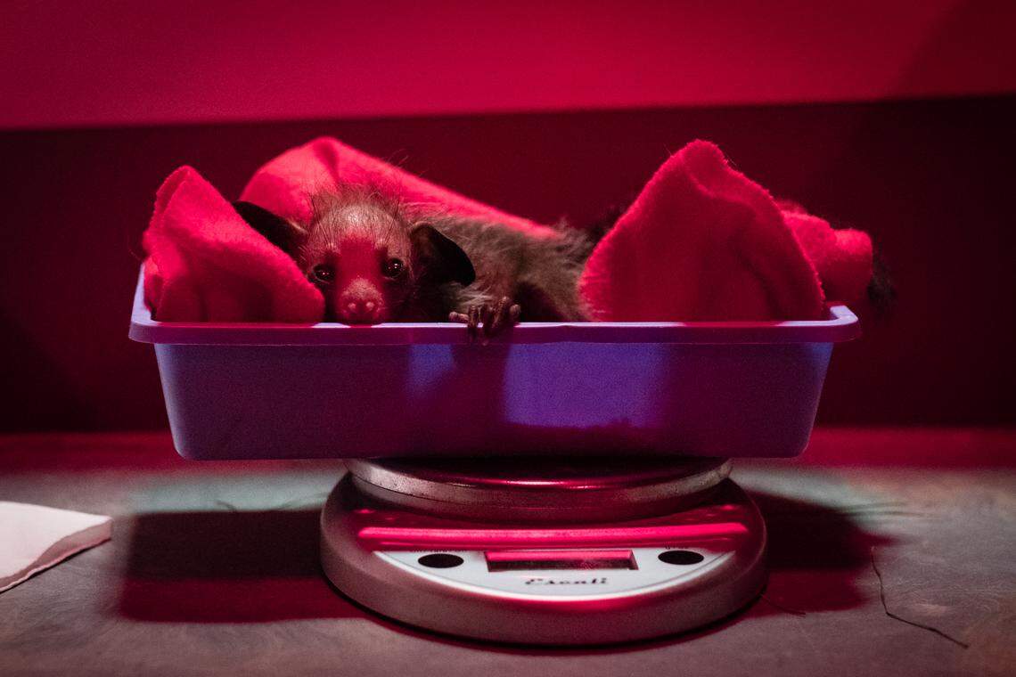 Melisandre, nearly two weeks old, on the scale Aug. 26.