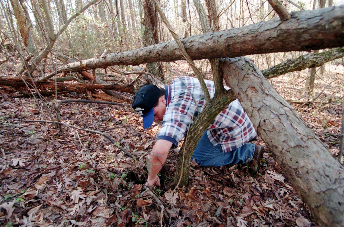 Volunteer Tommy Wilson, of Fallston, searches a stump hole on a hillside behind Bellview Drive for any trace of Asha Degree, 9, who went missing on Feb. 14, 2000. Several police agencies, fire and rescue and volunteers searched for Asha. The search covered rugged undergrowth and through farm fields in rural, northern Cleveland County.