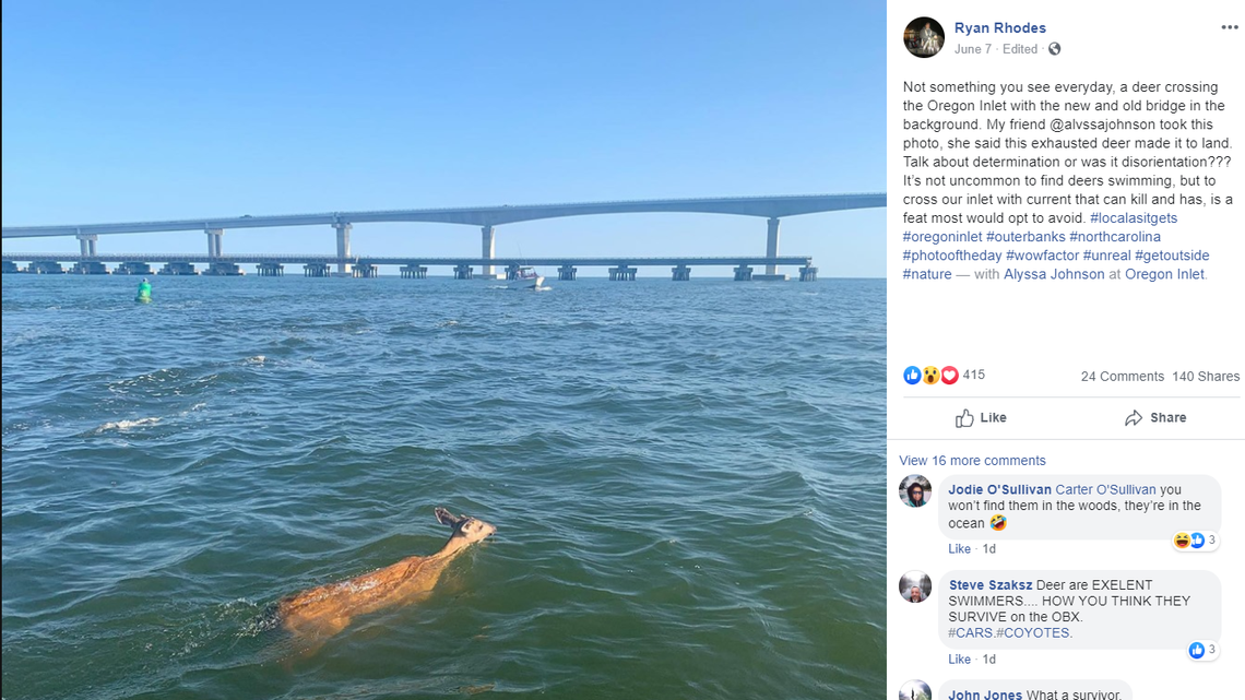 A deer was seen swimming on Oregon Inlet this week. A photo of the moment was taken by Alvssa Johnson of Wanchese, N.C.