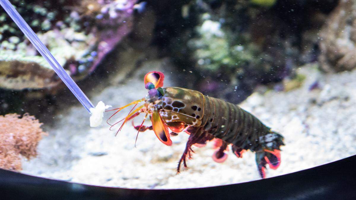 Peacock mantis shrimp like Douglas are “called thumb-splitters in the aquarium business,” said Elliot Provance, director of living collections and exhibitions at Discovery Place.