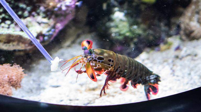 This SC critter has the world’s fastest punch & can strike faster than a bullet. Here’s how