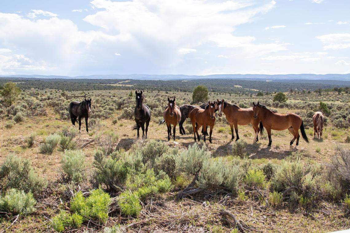 Wild horses on public land in the Western U.S.