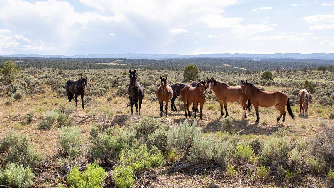 Wild horses on public land in the Western U.S.