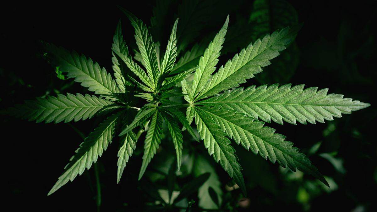 plant is fields and meadows hemp cannabis, marijuana Photo by Getty Images This is a stock image downloaded from Getty Images. It is a Royalty Free image.