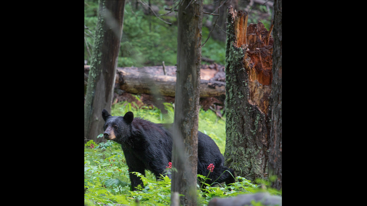 Past overnight camping bans along Appalachian Trail have been put in place when bears wandered into occupied camps in search of food and defied attempts to frighten them away, McClatchy News reported.