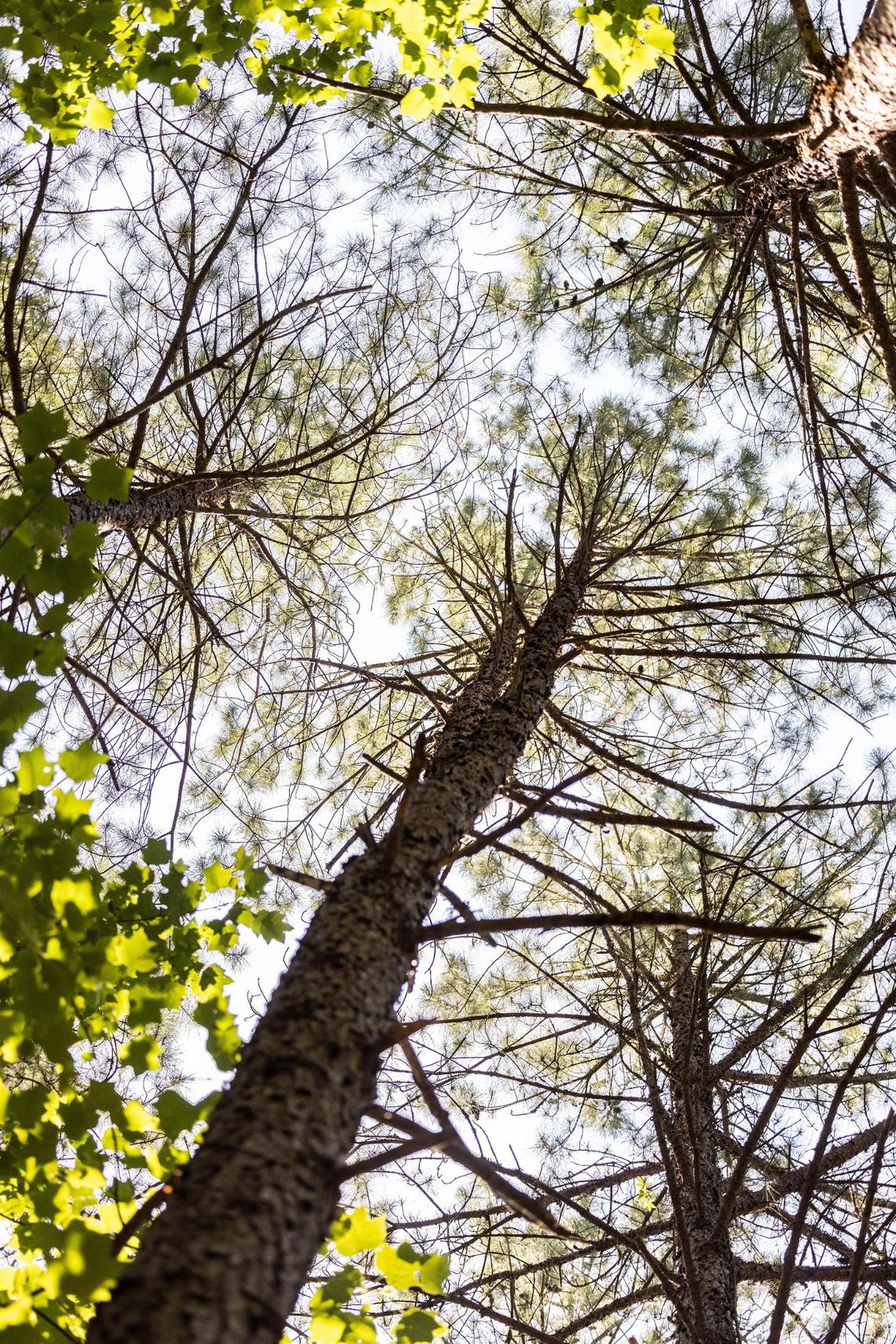 A look up into the tree canopy at Mountain Creek Park in Sherrills Ford, N.C., on Thursday, June 9, 2022.