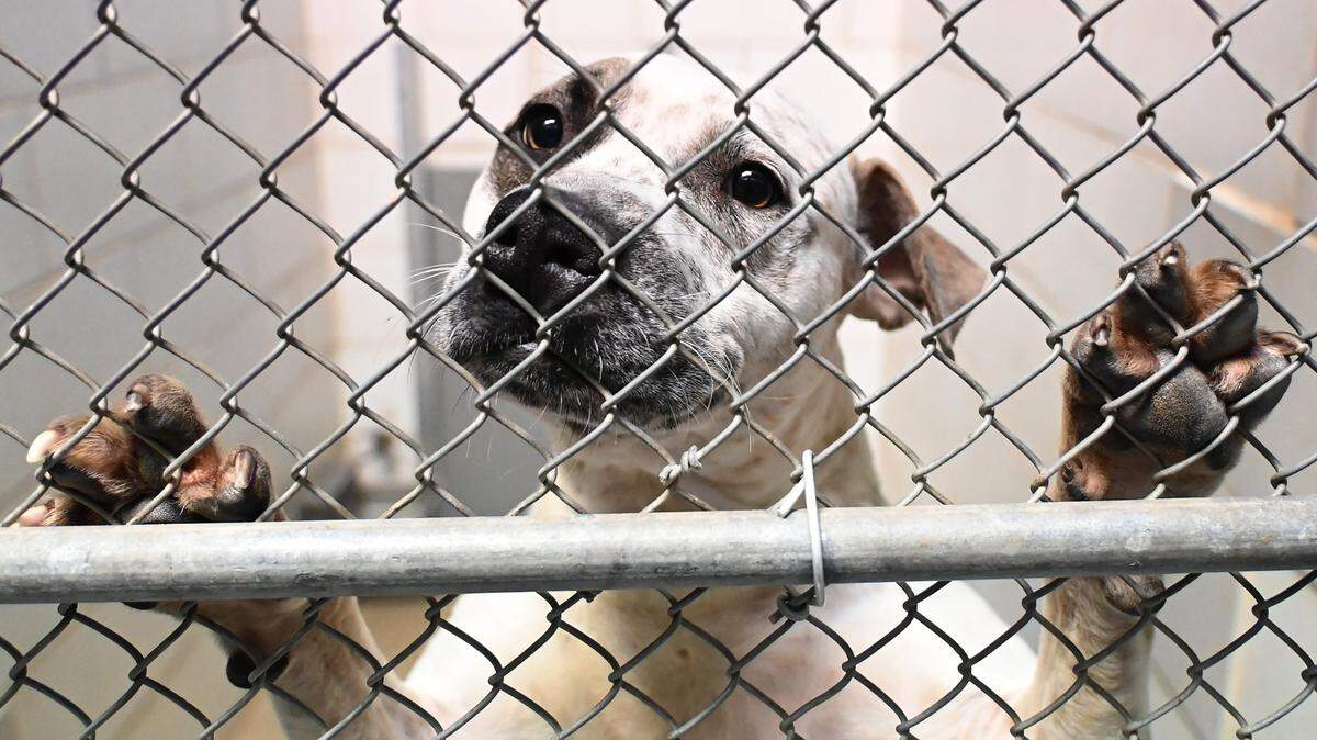 A pit bull is seen at the CMPD Animal Care and Control Center in Charlotte, NC on Wednesday, January 11, 2023.