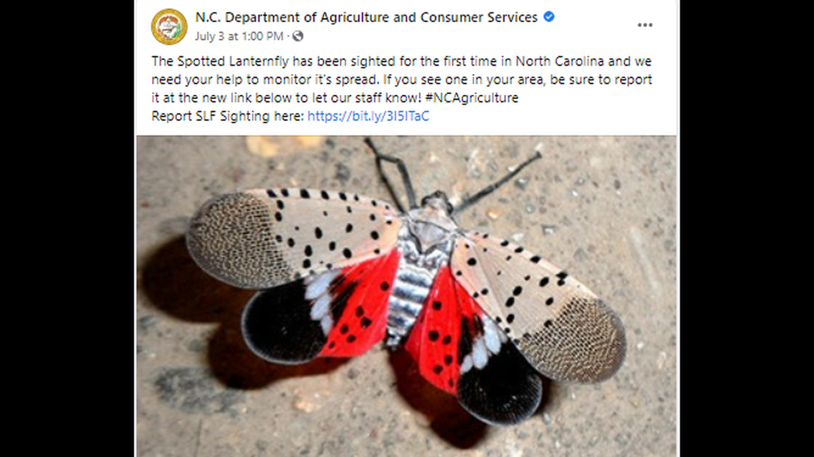 Invasive spotted lanternflies have been found in North Carolina for the first time, the state says. The infestation is in Forsyth County.