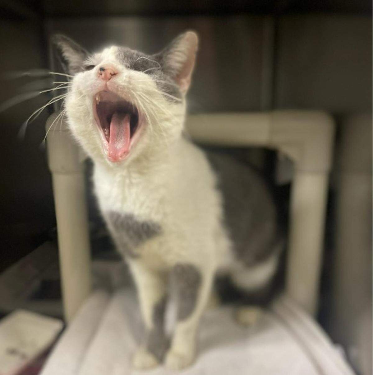 This cat is screaming for space at The Charlotte-Mecklenburg Animal Care & Control center.