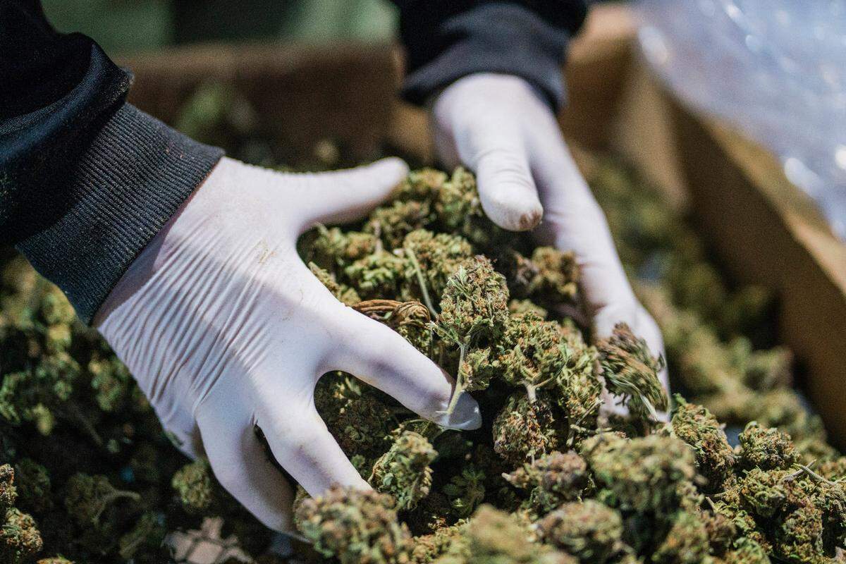 Hemp (shown above) was once considered one of the country’s most versatile and profitable cash crops. But it eventually fell victim to guilt by association due to its close genetic ties to cannabis.