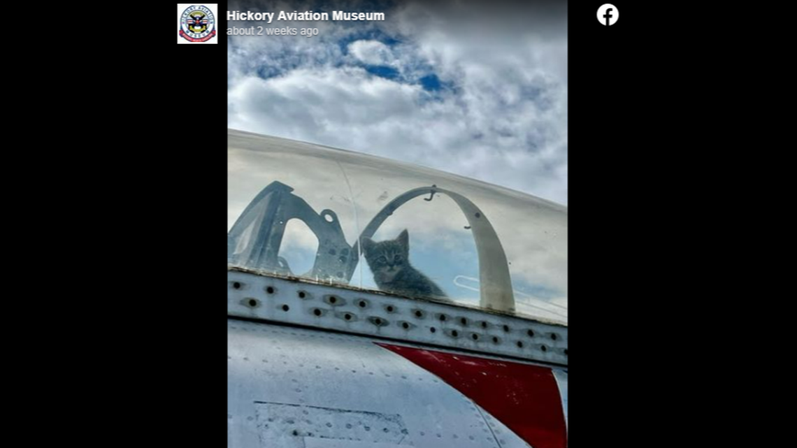 A cat gave birth to five kittens inside a plane, North Carolina officials said.