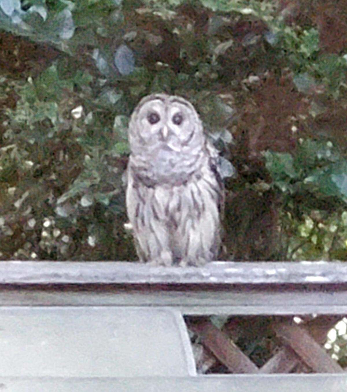 This owl appeared outside Wayne Ewart’s south Charlotte home about 10 days before a juvenile snake did on Sunday, July 27, 2025.