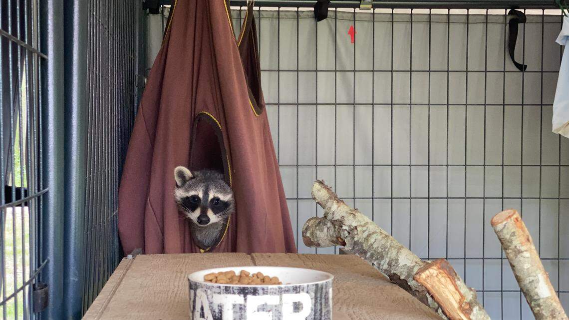 Carolina Wildlife Conservation Center takes care of raccoons and other animals before releasing them into the wild.