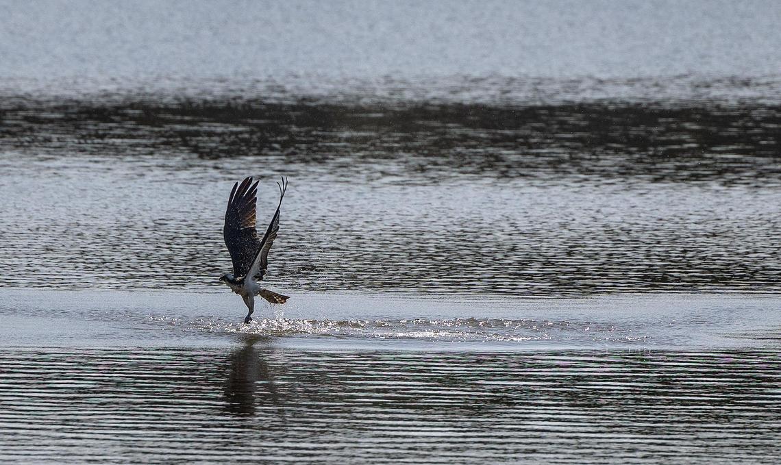 A bird dips into the lake at Mountain Creek Park in Sherrills Ford, NC, on Thursday, June 9, 2022. Bird watchers and wildlife lovers will enjoy the new Catawba County park.