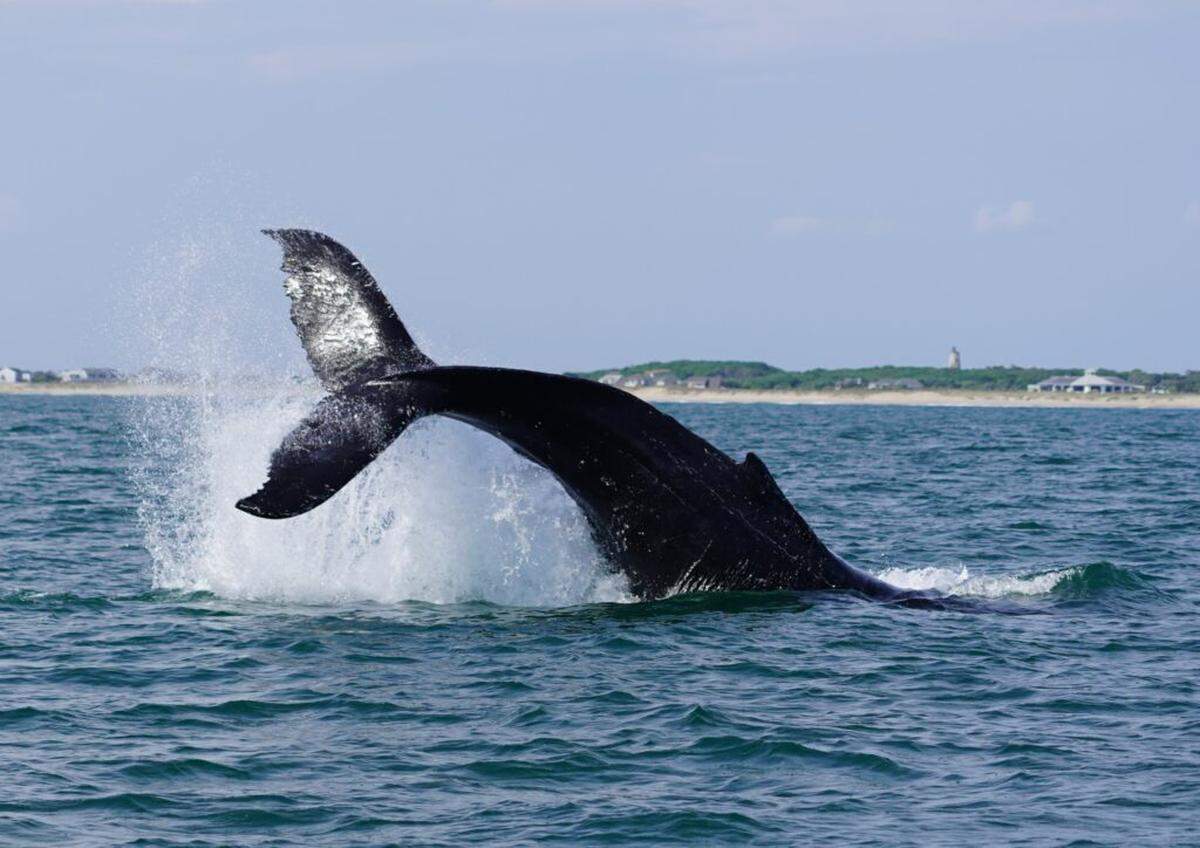 A rare sighting of a humpback whale on the North Carolina coast took place during a recent routine dolphin survey, according to a news release.