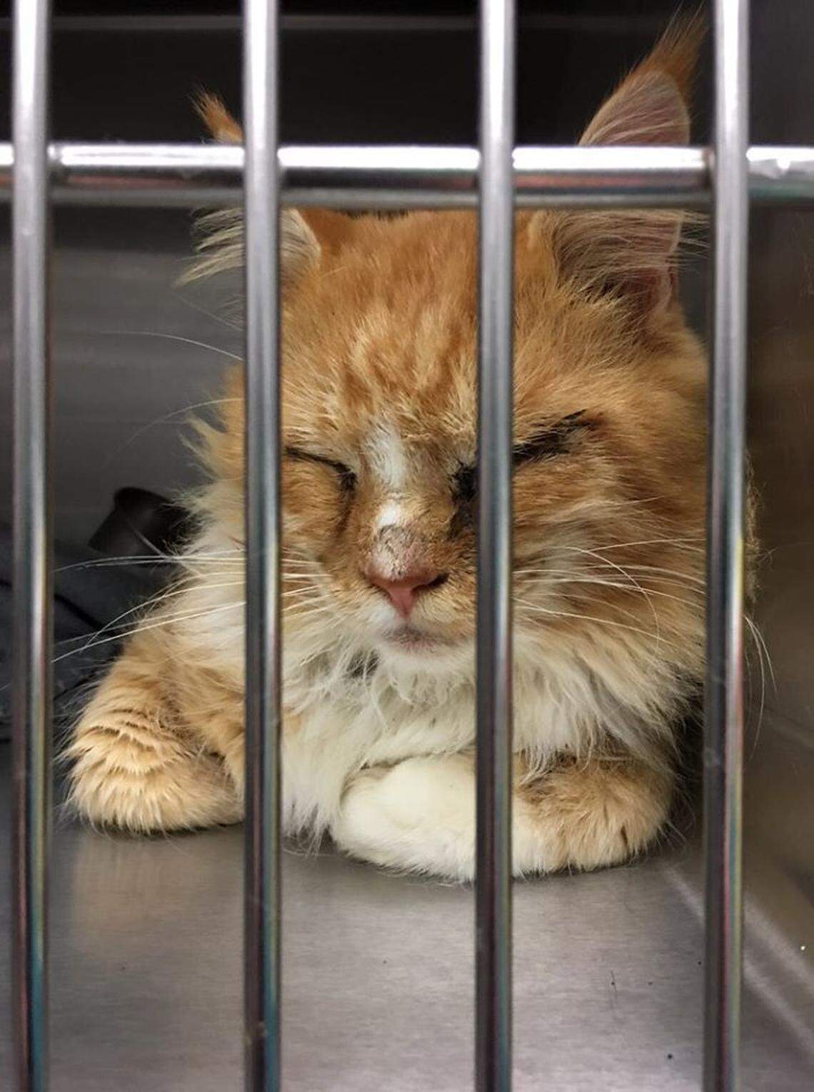 One of 30 cats rescued from the residence in October 2019.