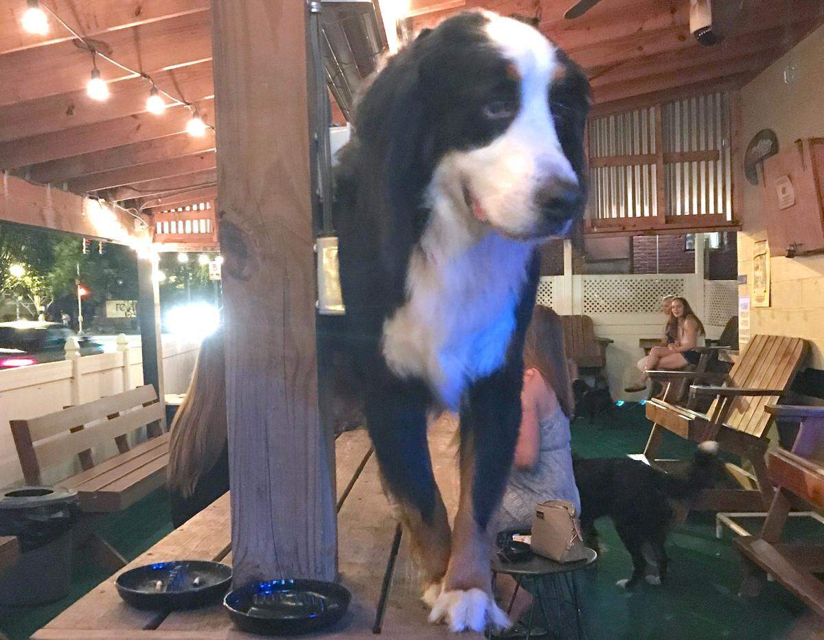 The Dog Bar in NoDa, shown in this file photo, has been closed for more than 100 days since the beginning of the COVID-19 pandemic.