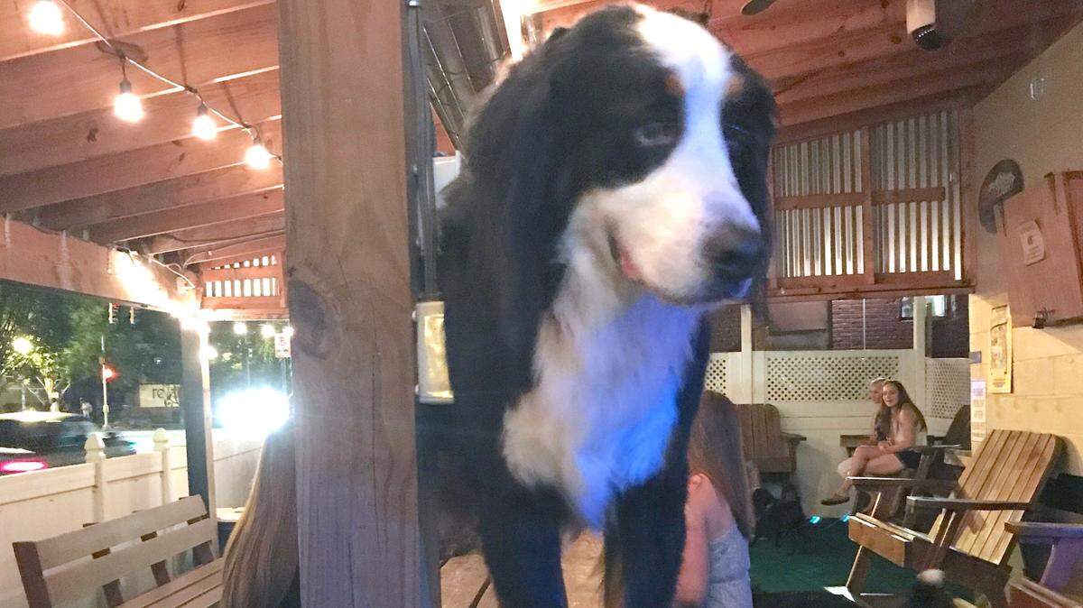 The Dog Bar in NoDa, shown in this file photo, has been closed for 100 days since the beginning of the COVID-19 pandemic. With no hope for reopening soon, The Dog Bar is now asking customers for their support.
