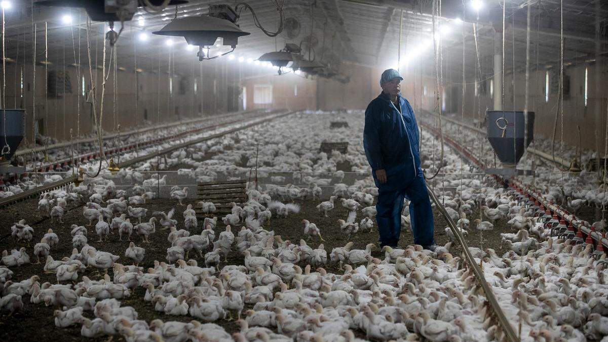 Charlotte Observer, N&O investigation of NC poultry farming wins more national awards