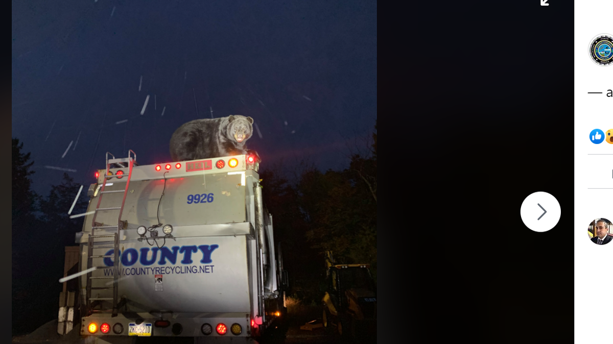 A black bear was caught riding around on top of a garbage truck in Pennsylvania.