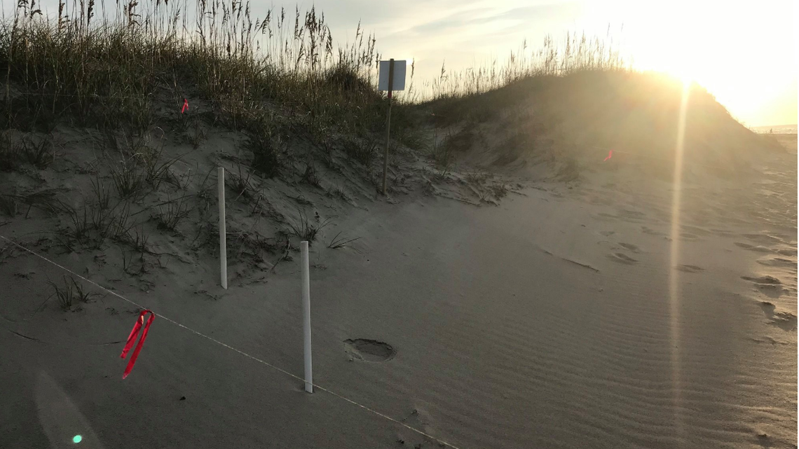 Activity in a sea turtle nest will sometimes cause a depression in the sand, says the National Park Service.