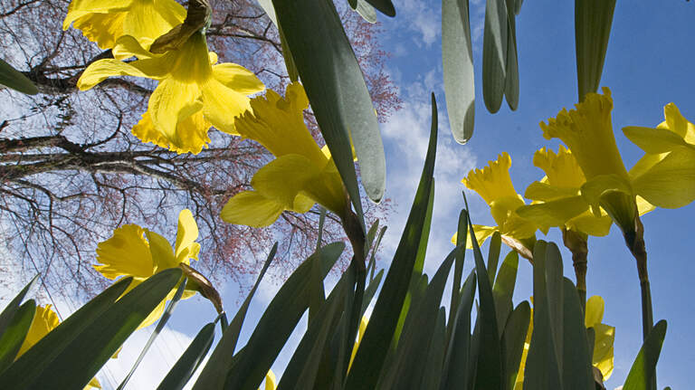 Pick all the daffodils you want at this SC farm soon. Here’s when they’ll be open