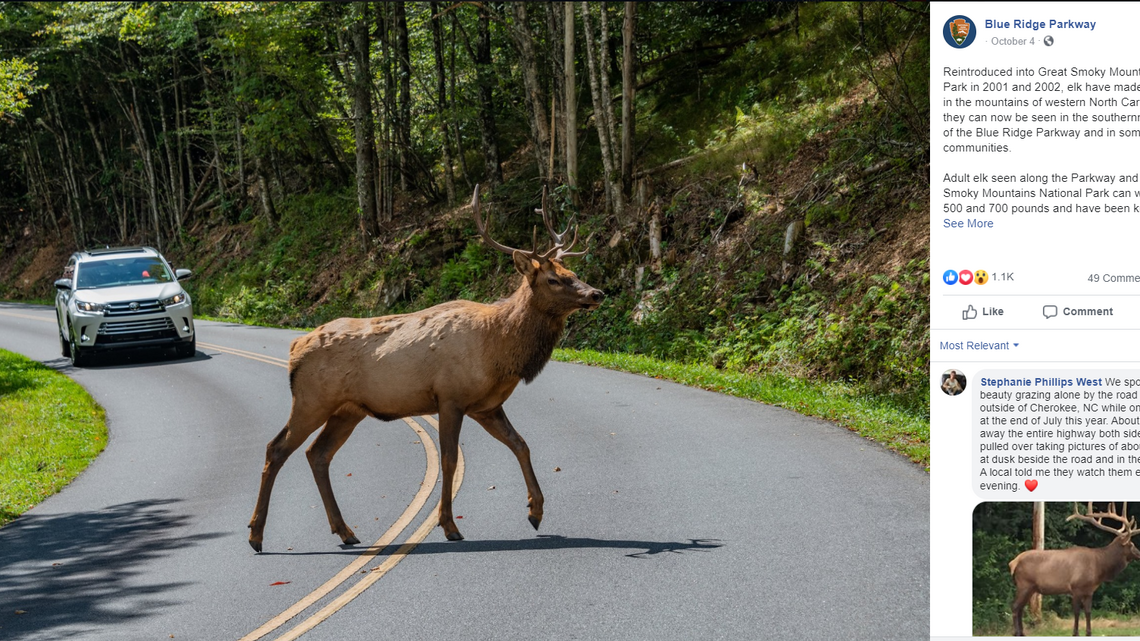 Beware of 700-pound elk on the Blue Ridge Parkway. They charge at cars, park warns