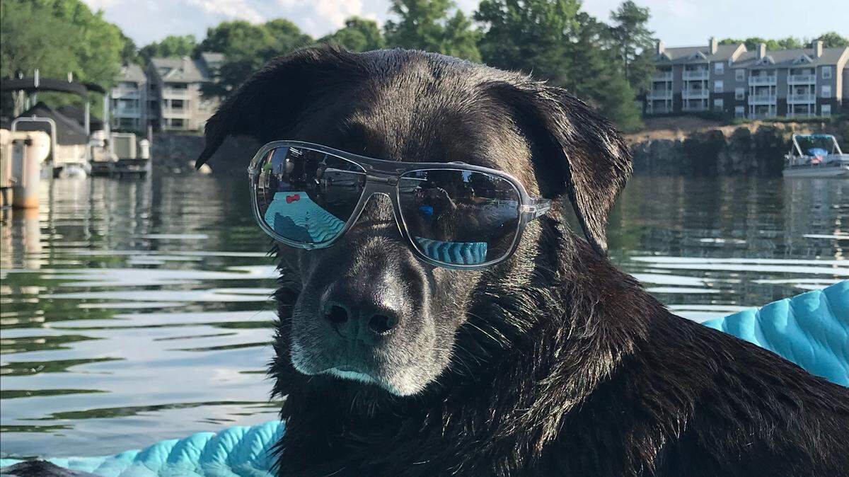Sophie the dog poses near the water at Lake Norman, one of her favorite hangouts.