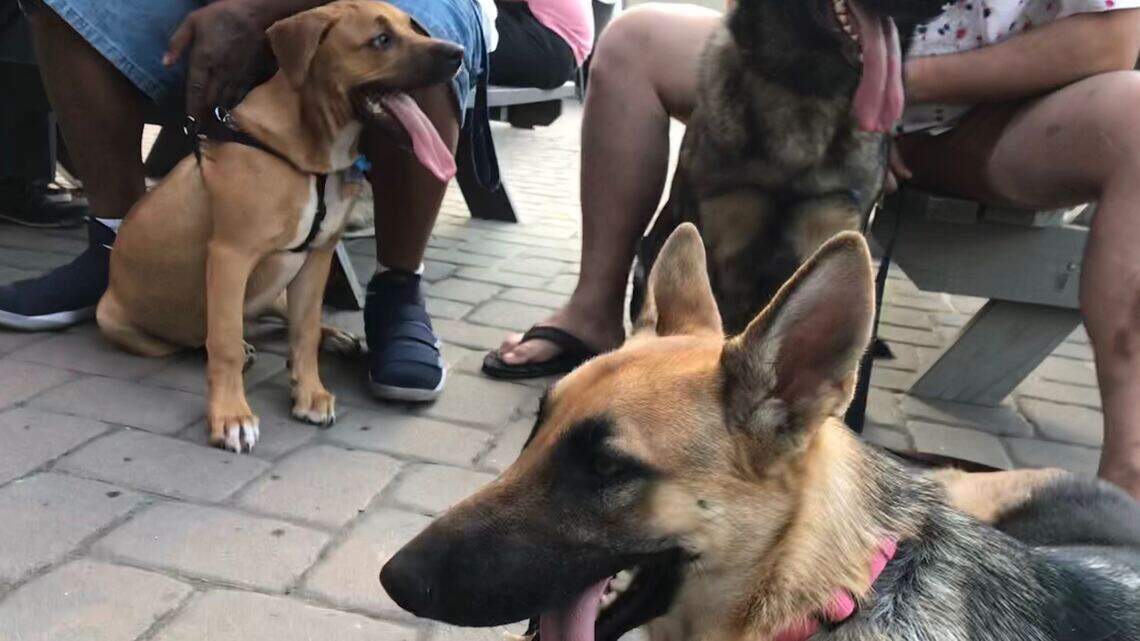 Dogs and cats allowed again in NC breweries, taprooms. Gov. Cooper signs bill into law