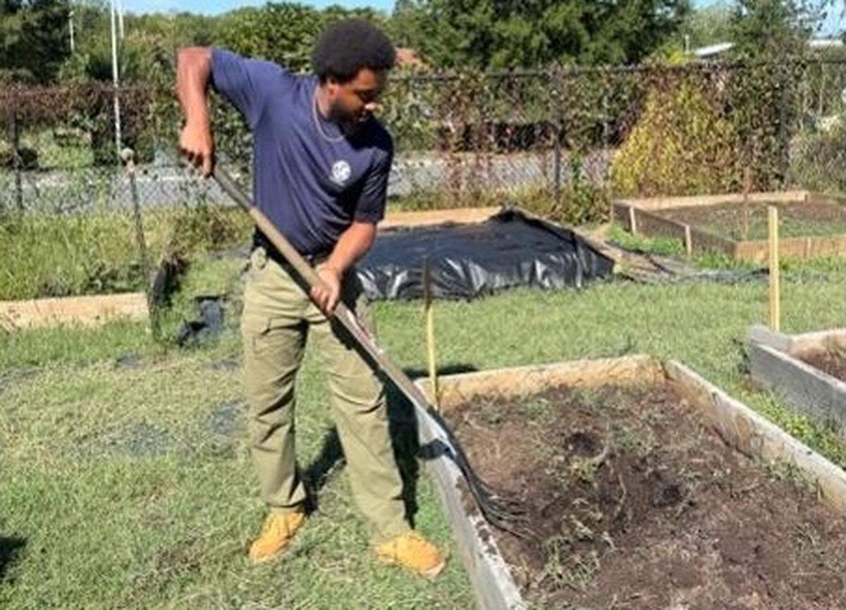 A medium shot of a man gardening on a sunny day. He is wearing a blue t-shirt and beige pants, and is using a pitchfork to turn the soil in a raised wooden garden bed. Other garden beds and trees are visible in the background.