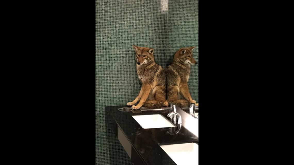 This is the coyote that was caught Sunday night in Nashville’s convention center. Photo: Metro Nashville Police